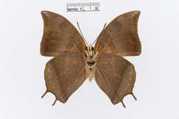 Charaxes antonius Semper 1878的圖片