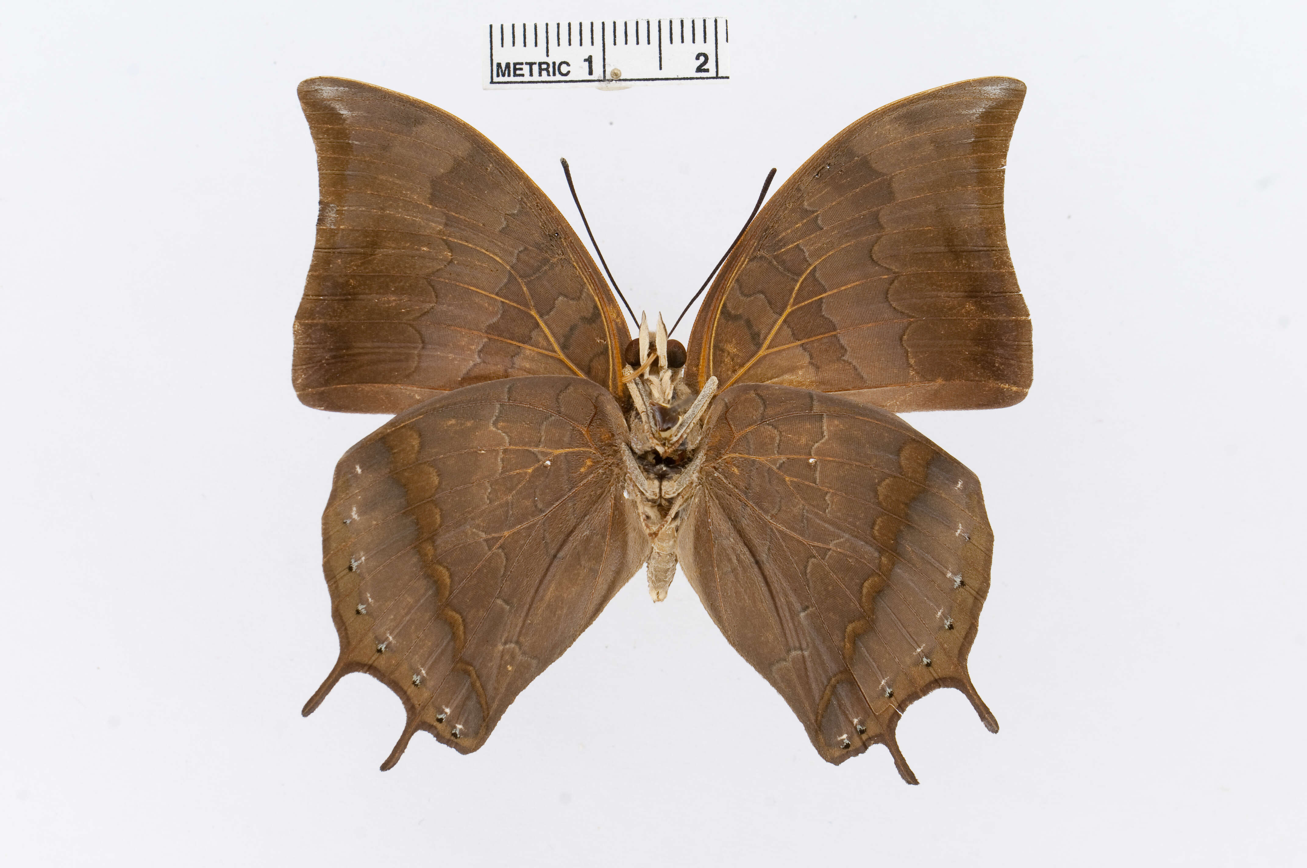 Image of Charaxes antonius Semper 1878