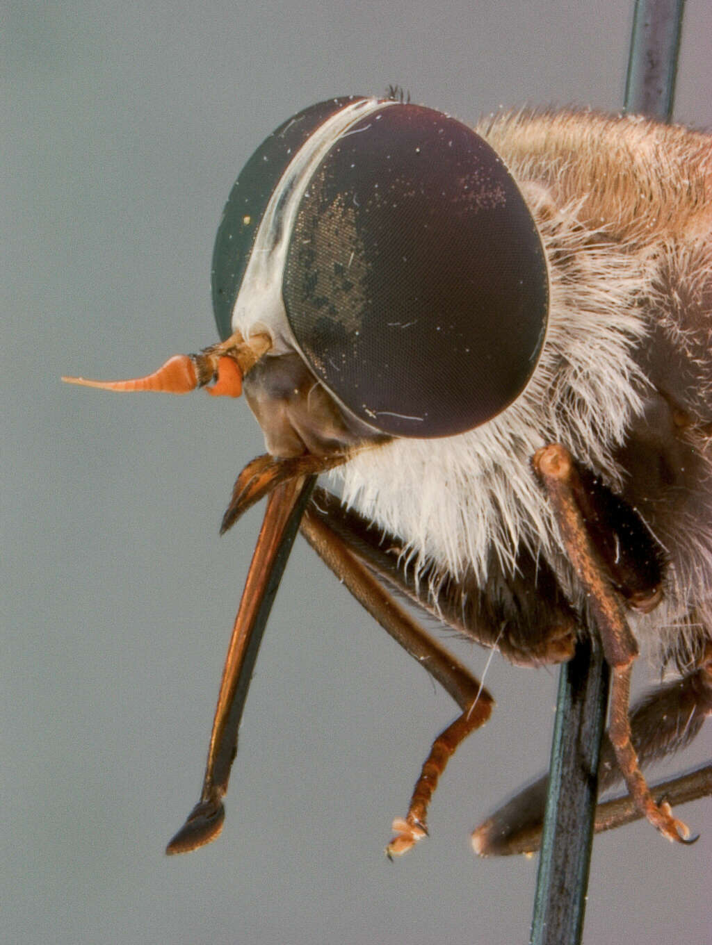 Image of Esenbeckia weemsi Philip 1966