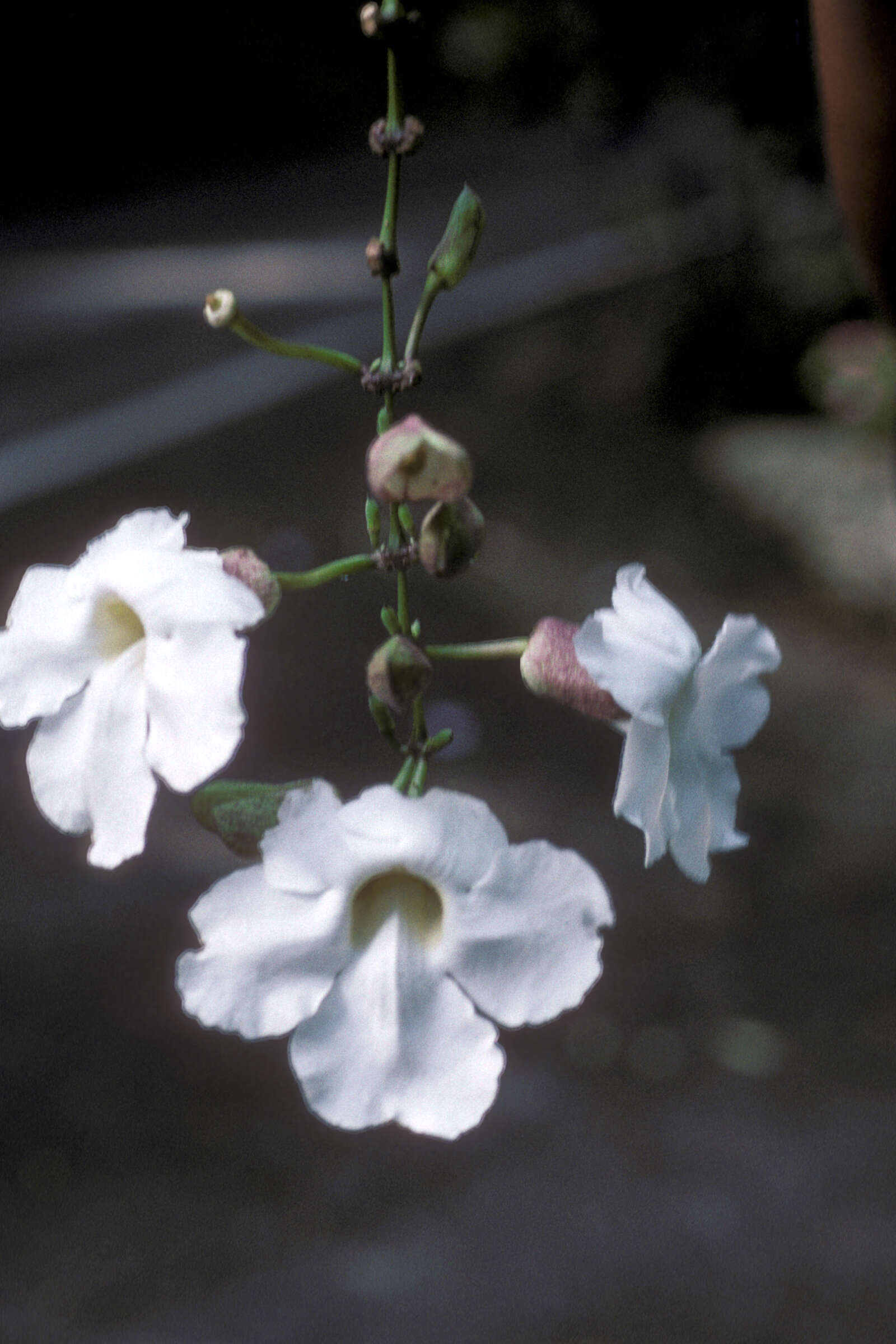 Image of Bengal clock vine