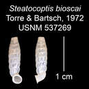 Imagem de Steatocoptis bioscai C. Torre & Bartsch 1972