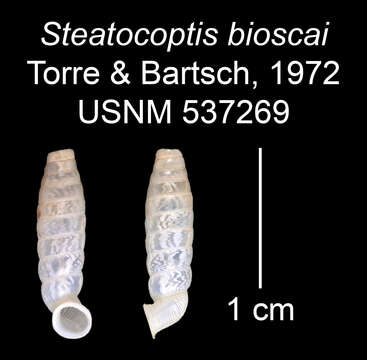 Imagem de Steatocoptis bioscai C. Torre & Bartsch 1972