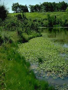 Image of floating primrose-willow