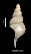 Image of Drepanodontus tatyanae Harasewych & Kantor 2004