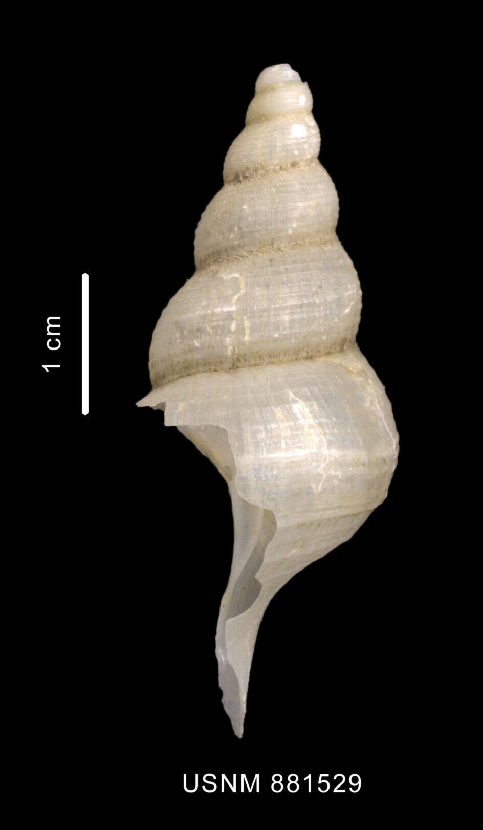 Image of Drepanodontus tatyanae Harasewych & Kantor 2004