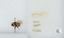 Image of Bombus patagiatus Nylander 1848