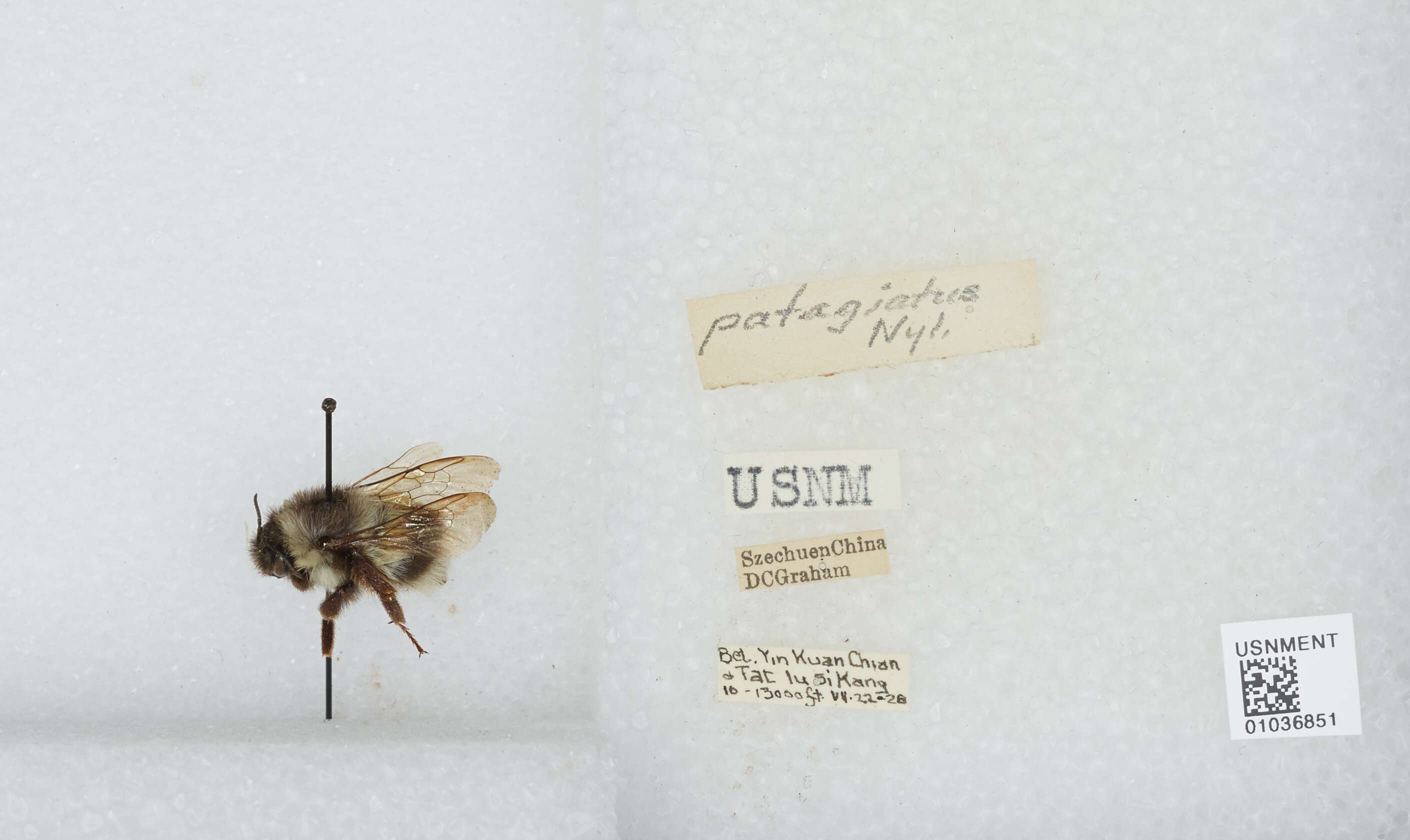 Image de Bombus patagiatus Nylander 1848