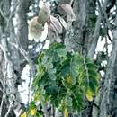 صورة Caesalpinia kauaiensis H. Mann