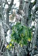 صورة Caesalpinia kauaiensis H. Mann