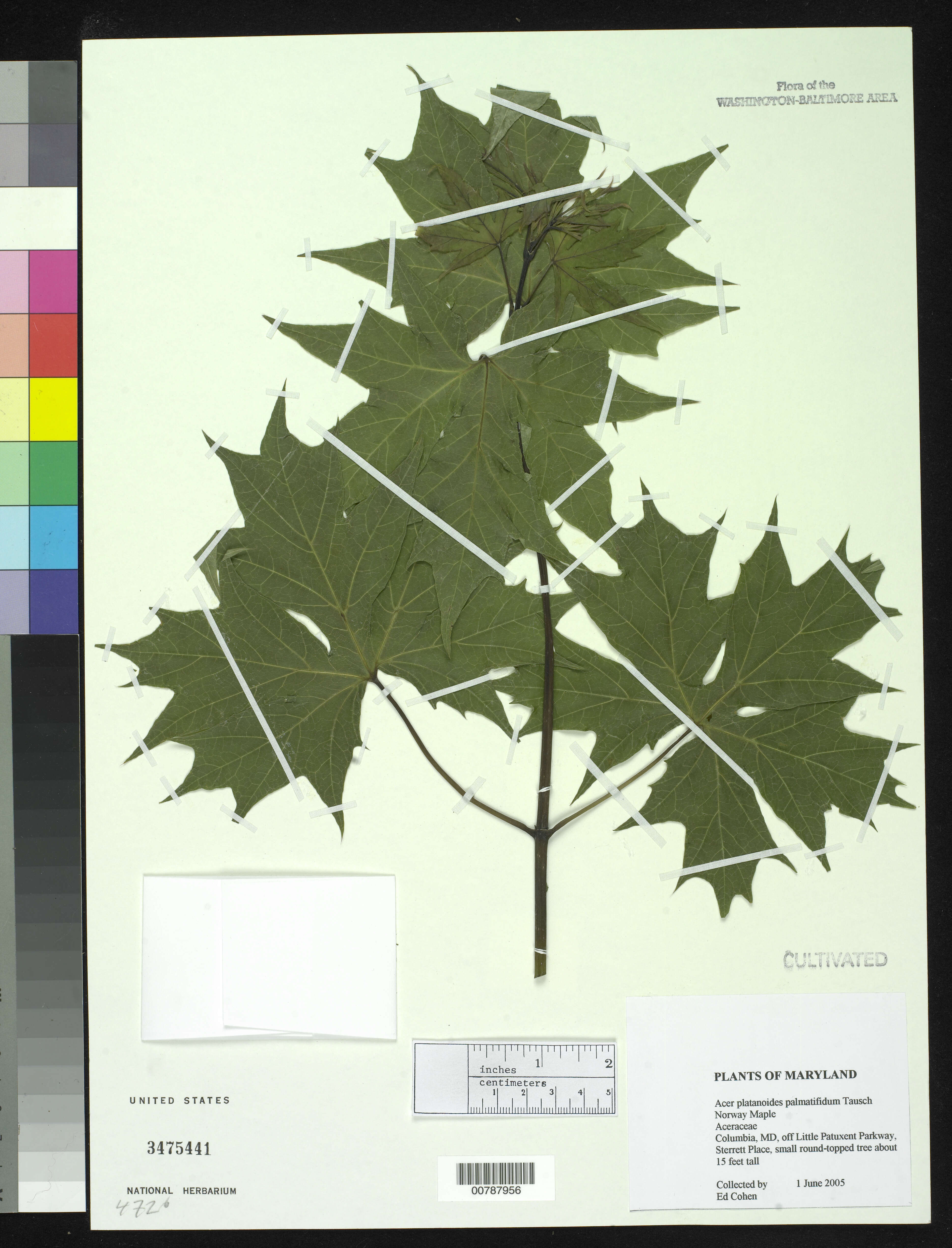 Image of Acer platanoides var. palmatifidum Tausch