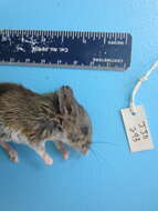 Image of White-footed Deermouse