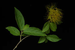 Image of Combretum fruticosum (Loefl.) Stuntz