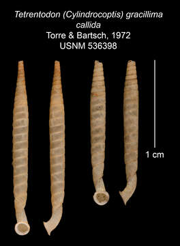 Image of Tetrentodon gracillimus callidus C. de la Torre & Bartsch 1972