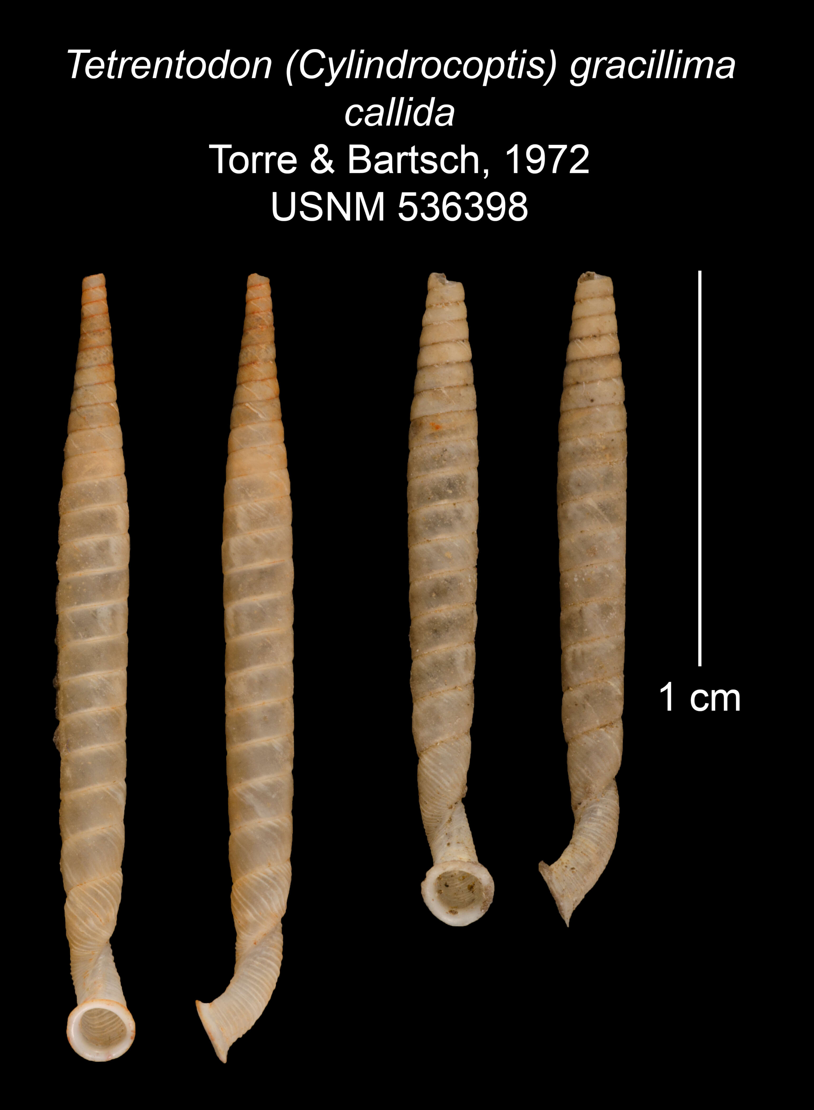 Image of Tetrentodon gracillimus callidus C. de la Torre & Bartsch 1972