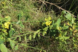 Image of showy crotalaria