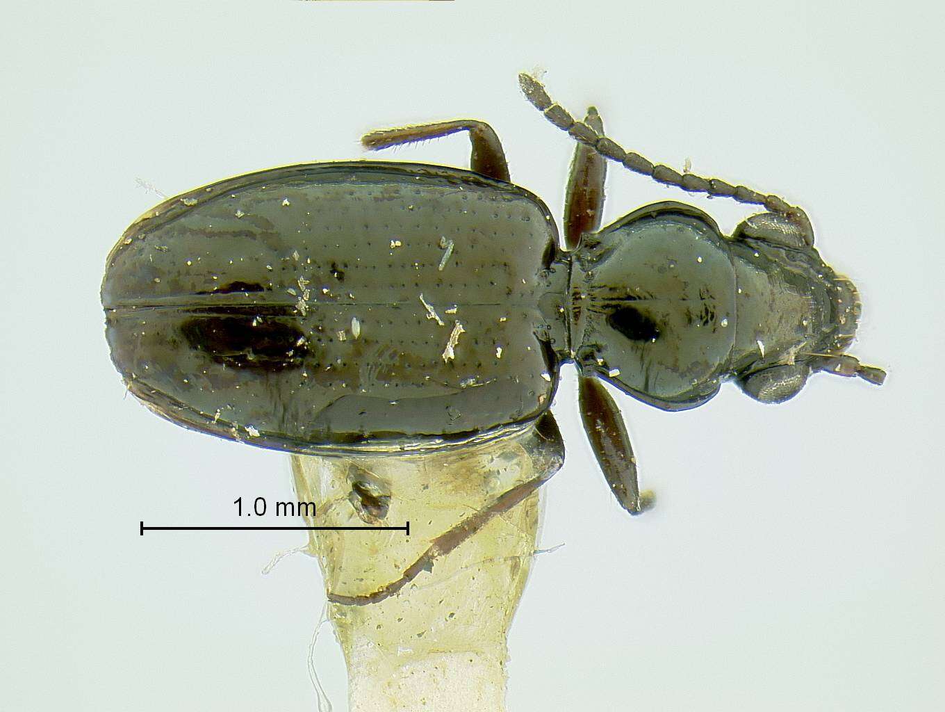 Plancia ëd Bembidion Latreille 1802