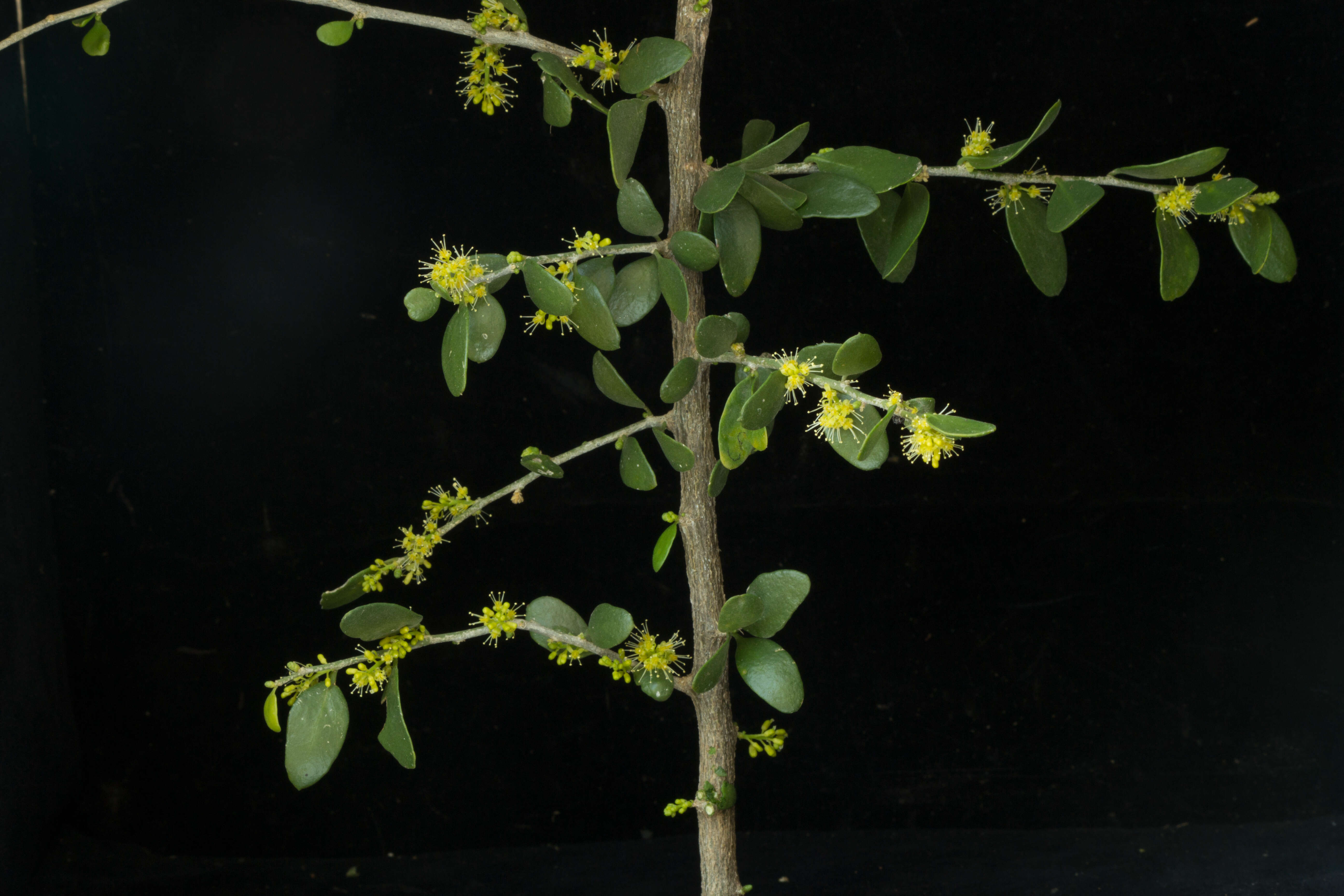 Image of Agonandra racemosa (DC.) Standl.