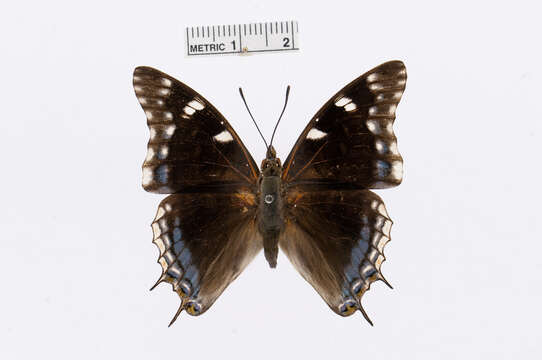 Charaxes guderiana Dewitz 1879的圖片