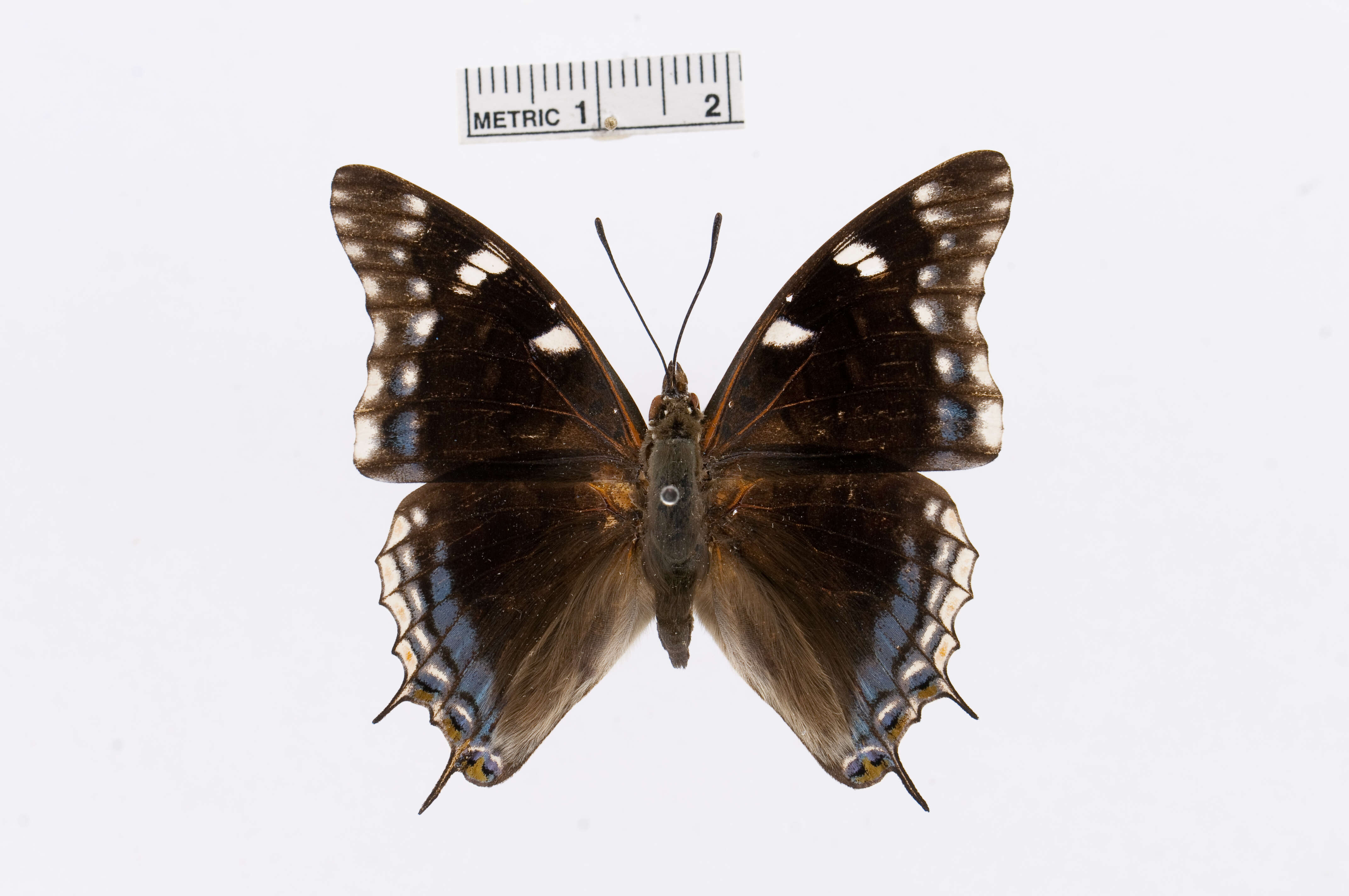 Image of Blue-spangled Charaxes