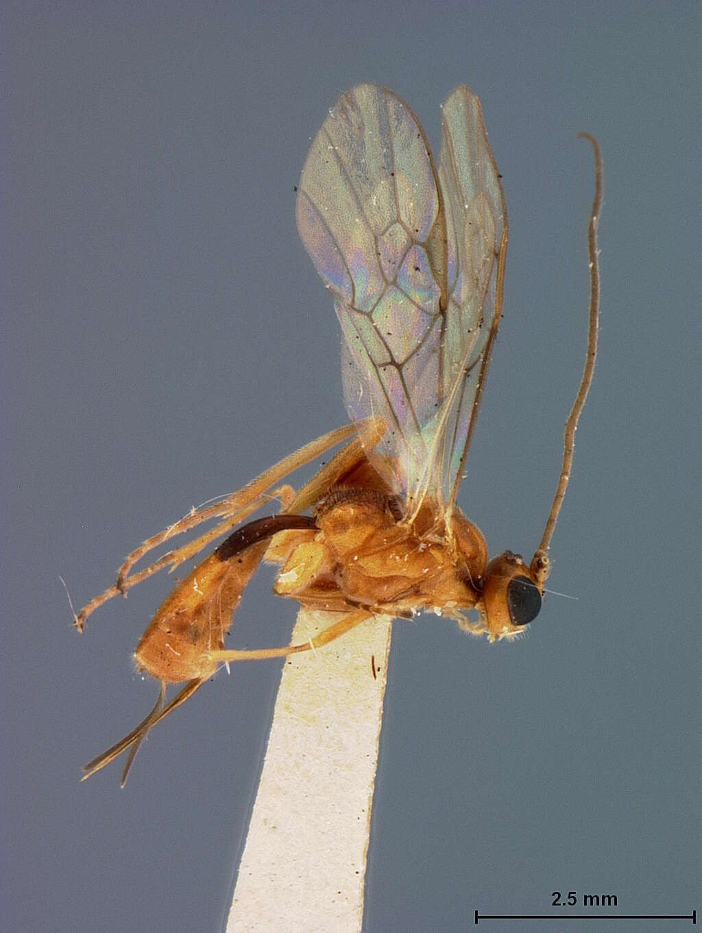 Image of Meteorus autographae Muesebeck 1923