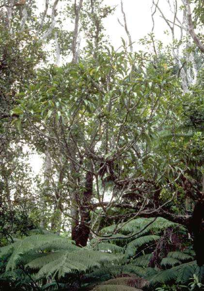Слика од Clermontia peleana subsp. peleana