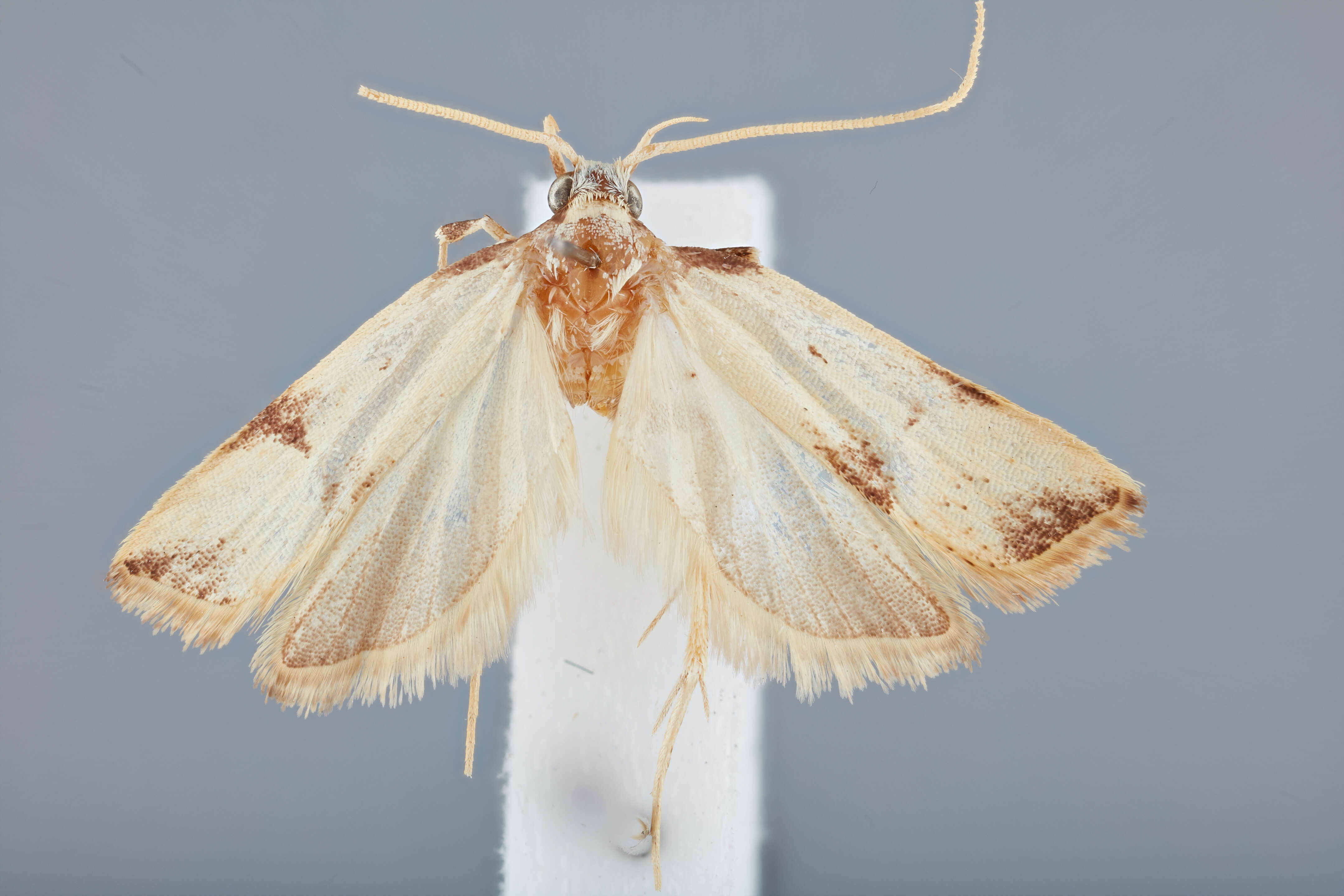 Image of Lecithocera hispidiella Park 2012