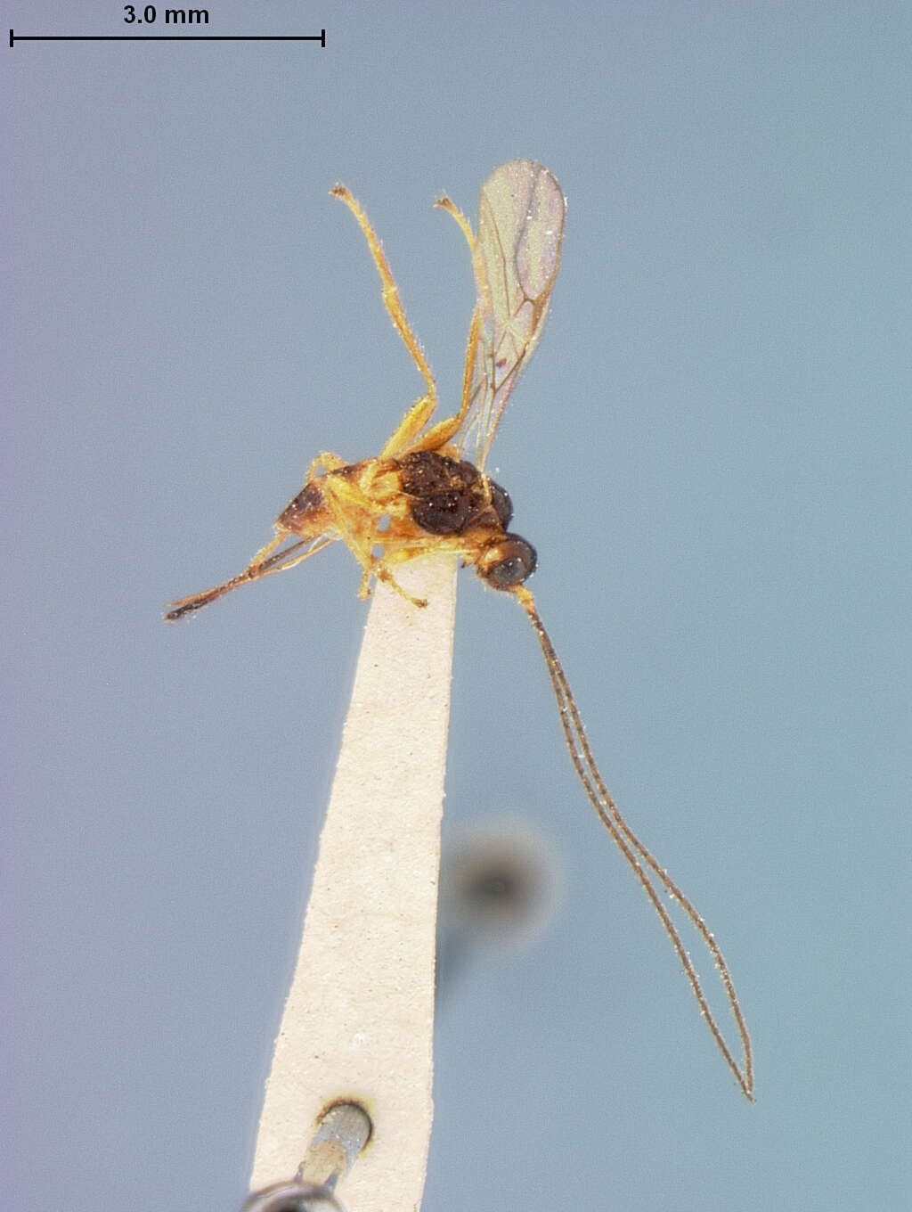 Image of Phaenocarpa costata Fischer 1974
