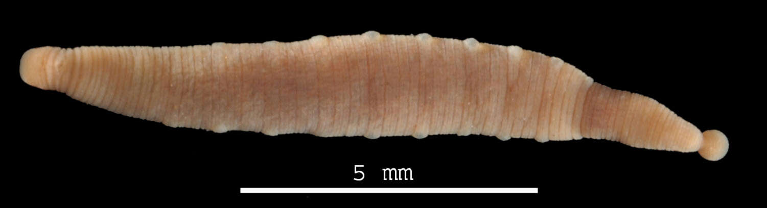 Image of <i>Trachelobdella bathyrajae</i>