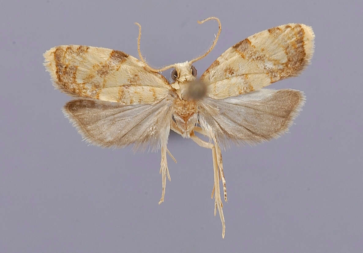 Image of Dichelopa phalaranthes Meyrick 1935