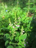 Image of Miniature-Beefsteakplant