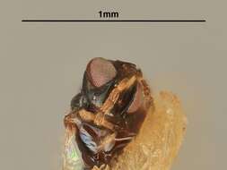 صورة Aprostocetus ceroplastae (Girault 1916)