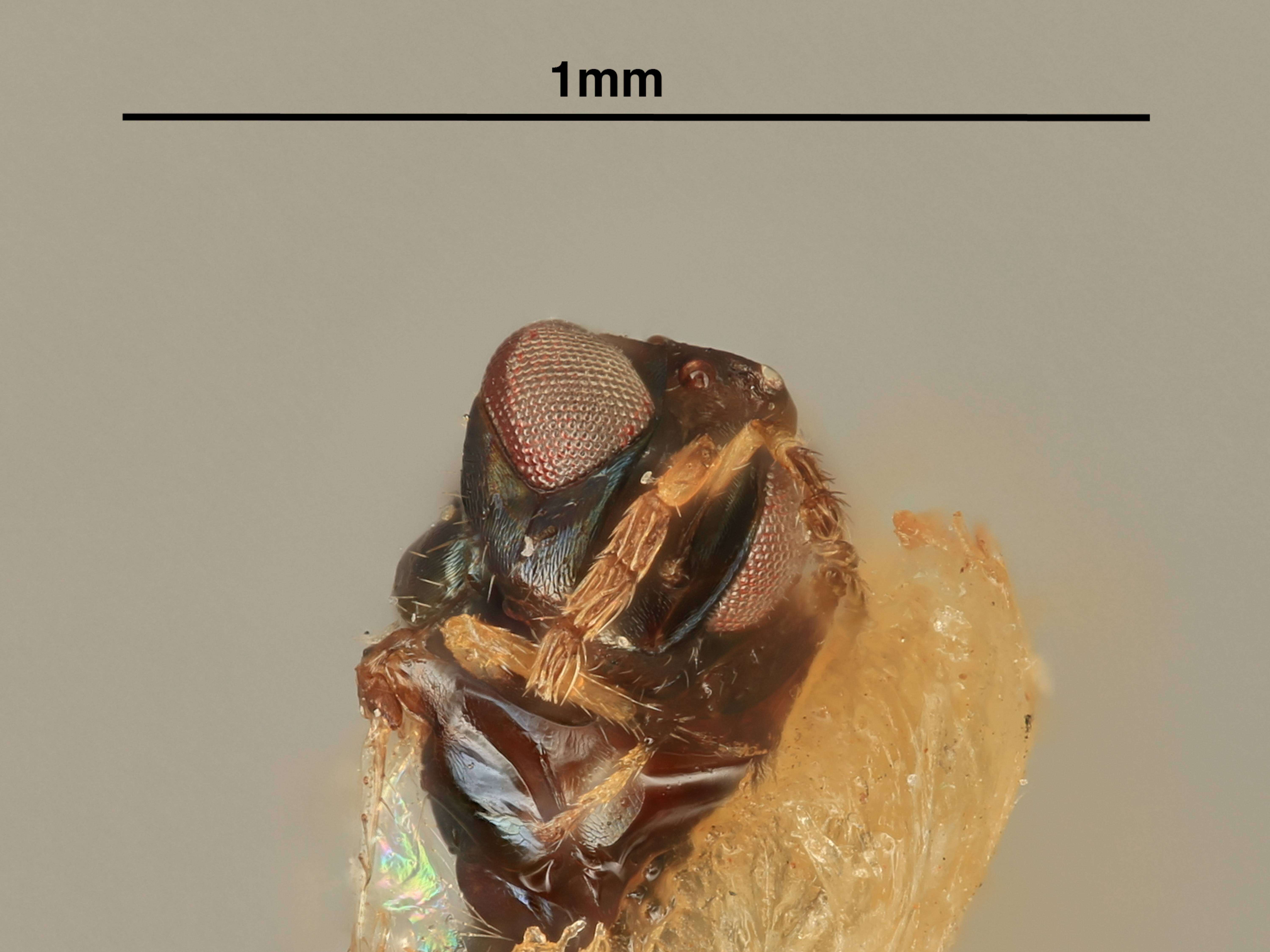 صورة Aprostocetus ceroplastae (Girault 1916)