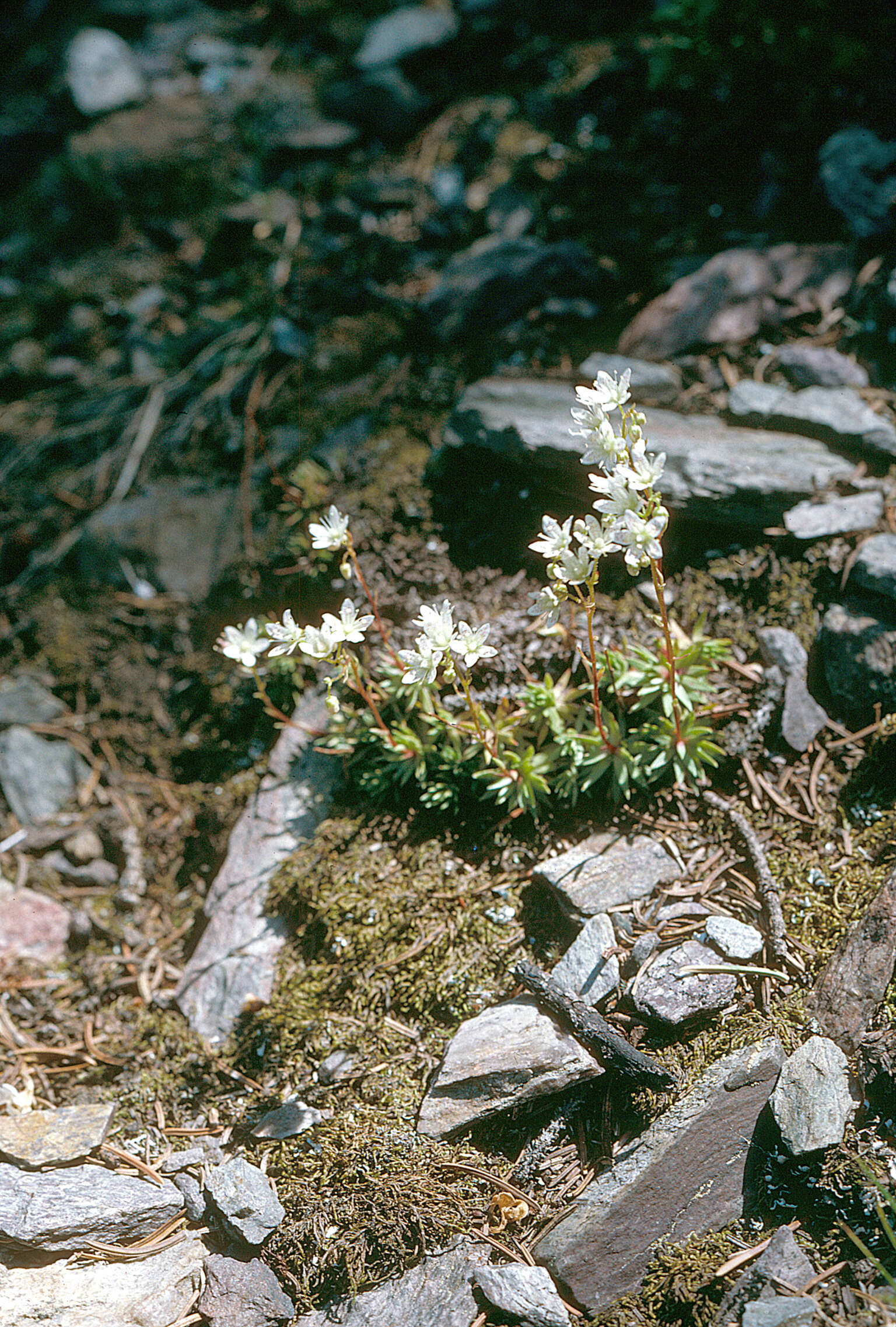 Image of yellowdot saxifrage