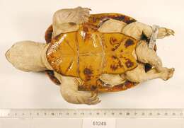 Image of Herrara’s Mud Turtle