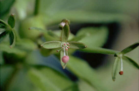 Image of Gongylocarpus rubricaulis Cham. & Schltdl.