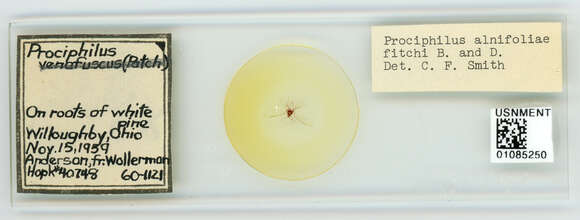 Image of Prociphilus (Prociphilus) caryae (Fitch 1856)