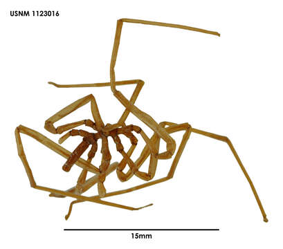 Image of Endeis australis (Hodgson 1907)