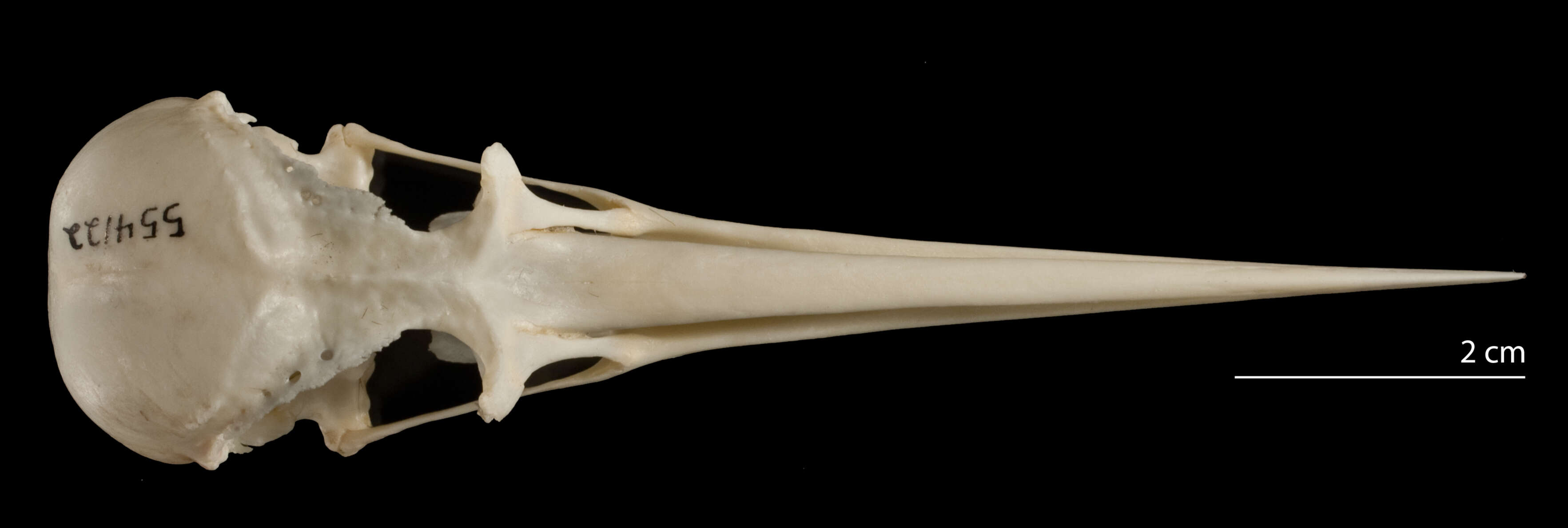 Image of oystercatcher, eurasian oystercatcher