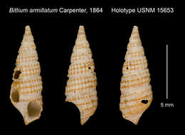 Image of Bittium ornatissimum Bartsch 1911