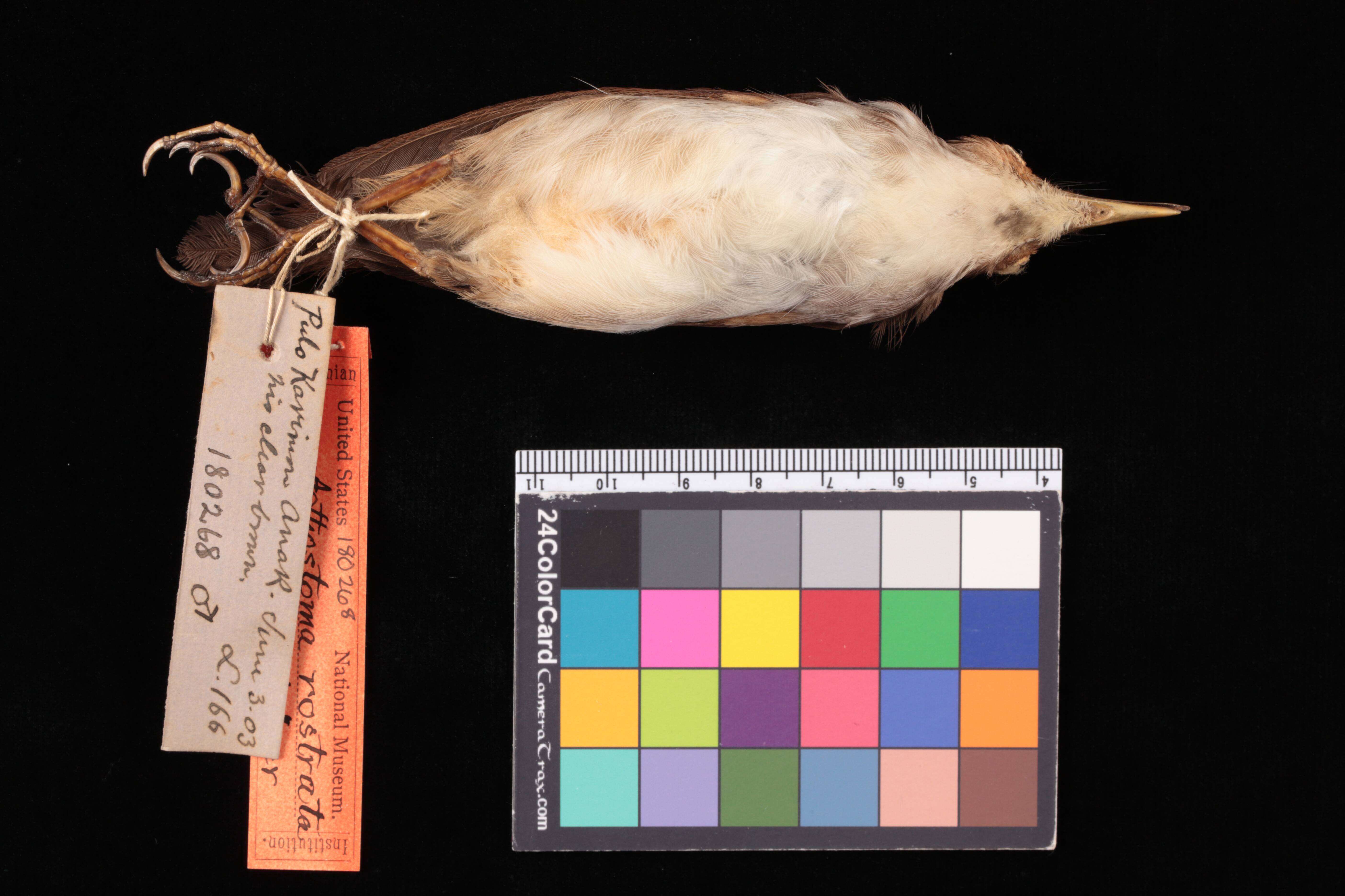 Image of <i>Trichastoma <i>rostratum</i></i> rostratum Blyth 1842