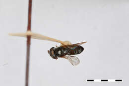 Image of Trichopsomyia antillensis Thompson 1981