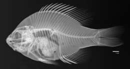 Image of Redear Sunfish