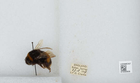 Image of Bombus terrestris audax (Harris 1776)