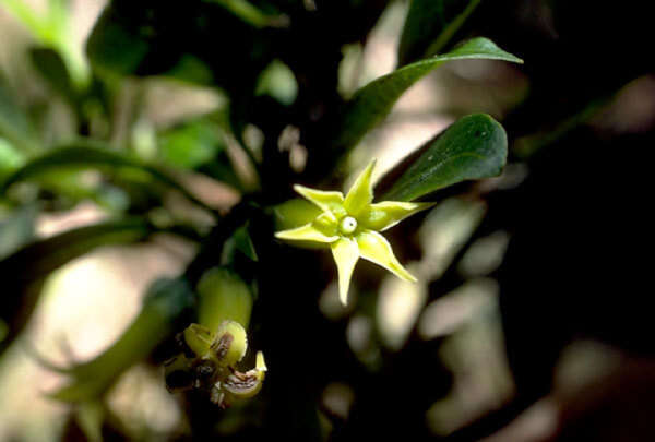 Plancia ëd Geniostoma hirtellum (H. Mann) Byng & Christenh.