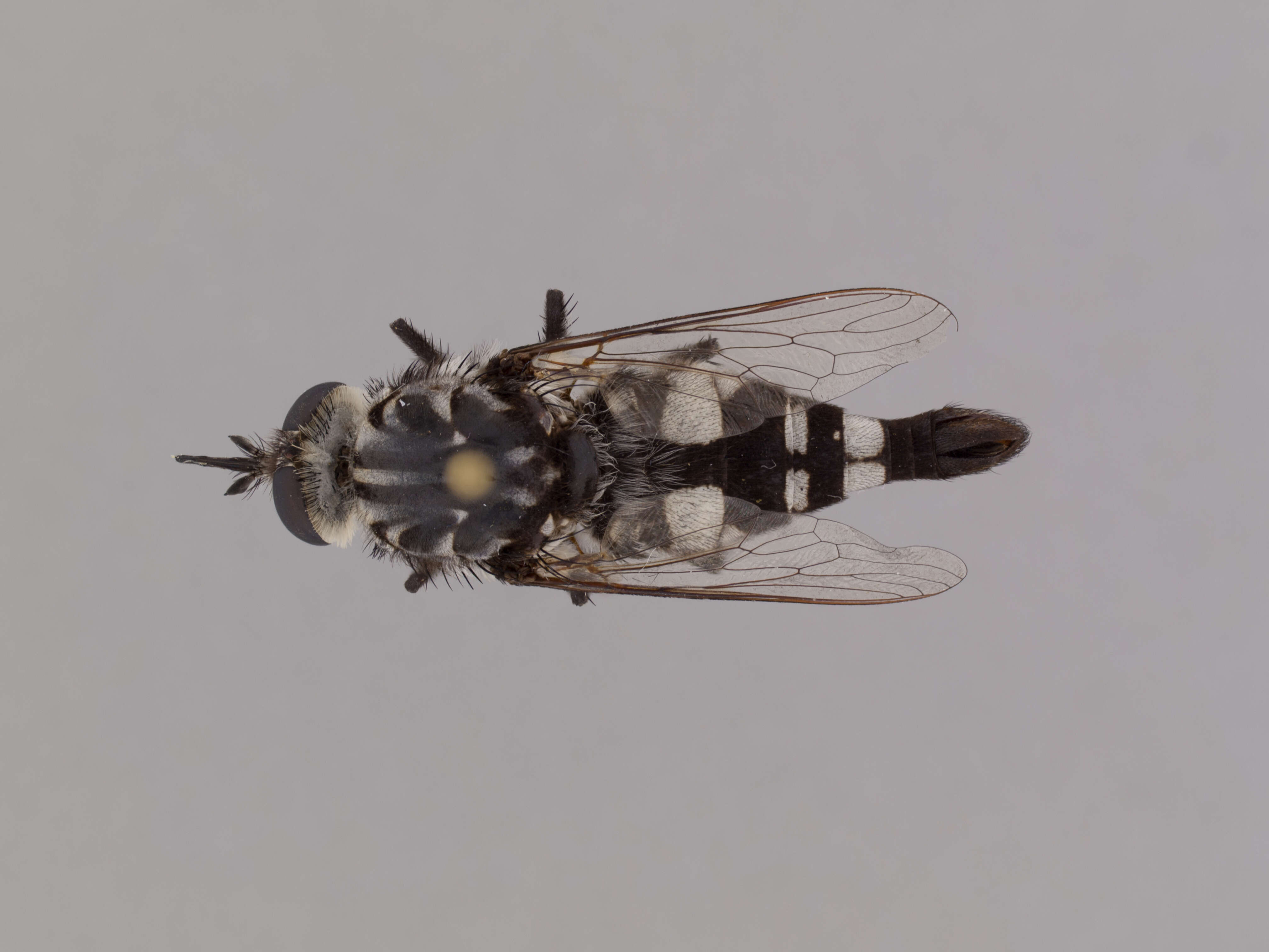 Image of Apiocera pica Norris 1936