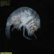 Image of Amphipoda