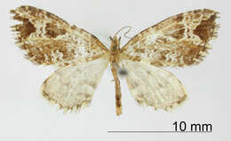 Image of Psaliodes apostata Dognin 1911