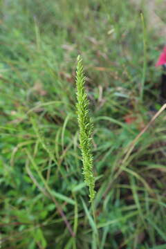 Plancia ëd Sacciolepis striata (L.) Nash