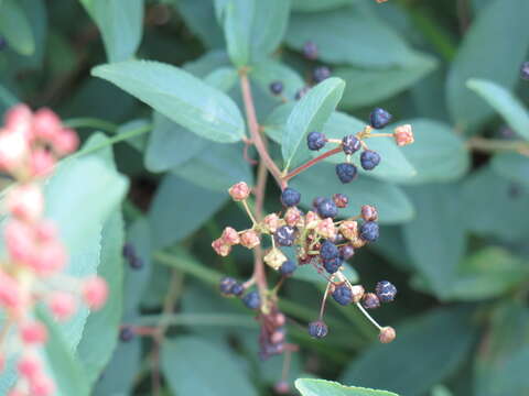 Imagem de Ceanothus americanus L.