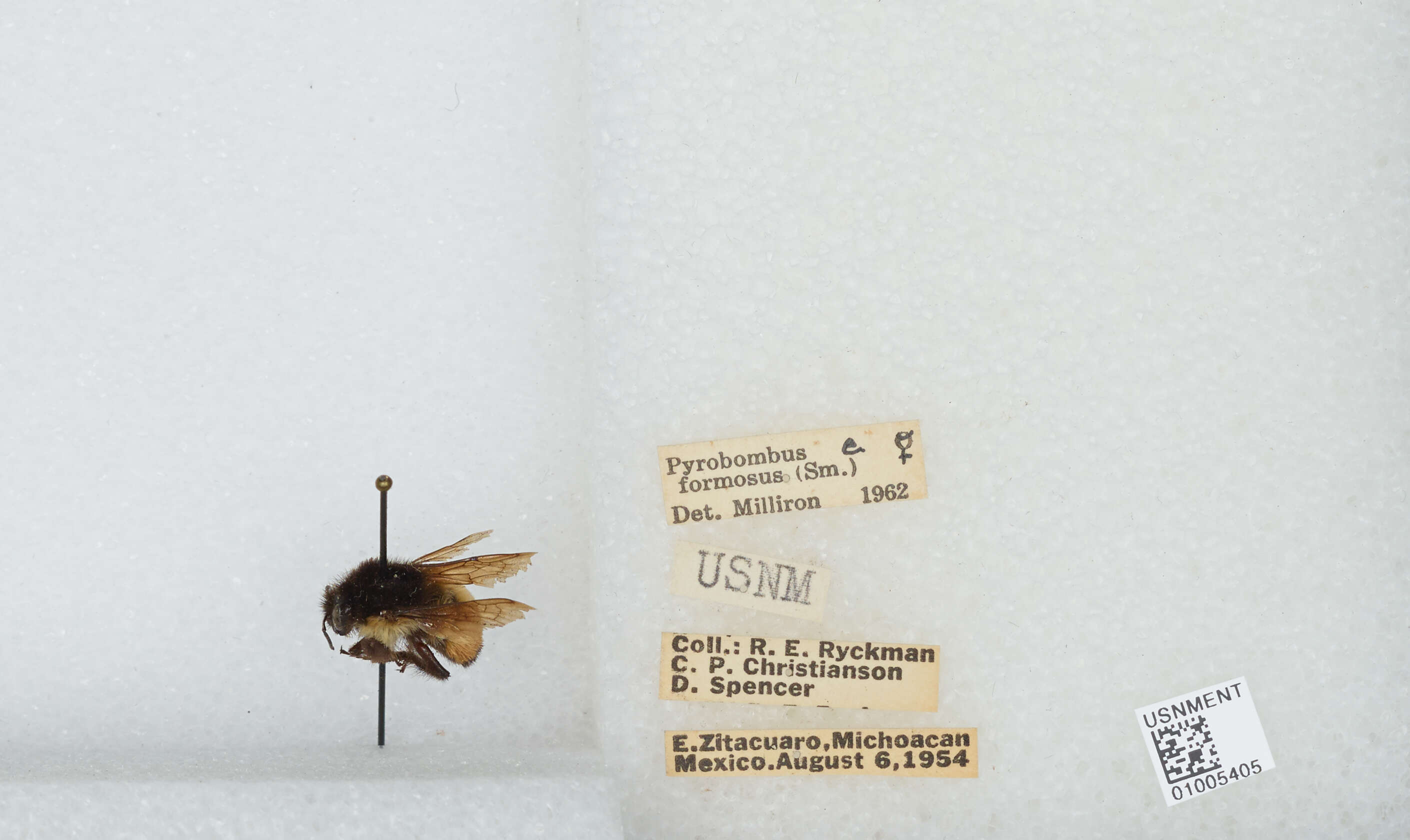 Bombus ephippiatus Say 1837 resmi